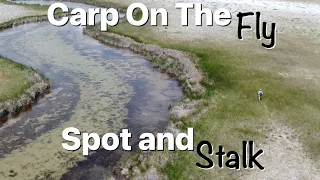 Carp Fly Fishing - Spot and Stalk Big Carp in Crystal Clear Water
