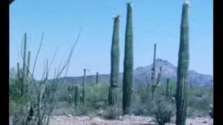 USA Organ Pipe Cactus NM 1981