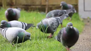 Pigeons Having Breakfast Close Up