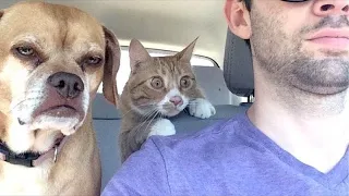 Best Funniest Animals Videos 😅 - Funny Dogs And Cats Videos 2024 🤣