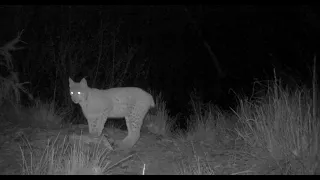 Rys ostrovid - Lynx lynx , Volovské vrchy