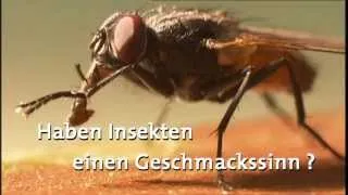 Haben Insekten einen Geschmackssinn? | frage-trifft-antwort.de | Planet Schule