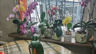 подарили орхидею! как ухаживать! фаленопсис - уход после покупки!