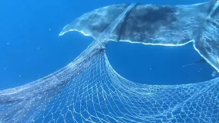 Mother Humpback Whale Freed from Fishing Net || ViralHog