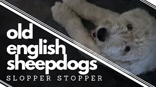 Things you should know before getting an Old English Sheepdog┃Slopper Stopper ┃Ed&Mel
