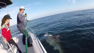 16ft Great white shark caught and released off Hilton Head, SC