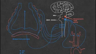 Фізіологія. Нервова регуляція дихання