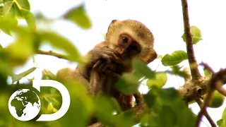 Adorable Baby Monkeys | Africa's Trees Of Life