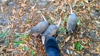 Armadillo Friends