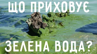 Що справді важливо знати про "цвітіння" води