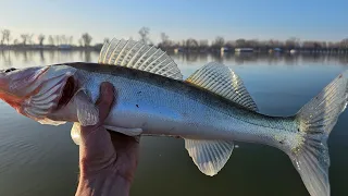 Pecanje smuđa-UŽIVO SA REKE-