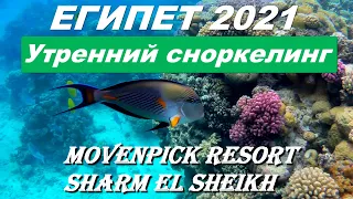 Египет 2021. #3. Утренний сноркелинг на коралловом рифе отеля  Mōvenpick Resort Sharm El Sheikh.