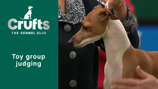 Group Judging (Toy) and Presentation | Crufts 2023