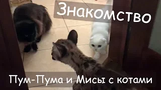 ЗНАКОМСТВО ПУМЫ С КОТАМИ / Новая соска / Реакция на зеркало