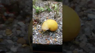 Apple snail. Mystery Snail. Pomacea diffusa. Mysteriesnegl
