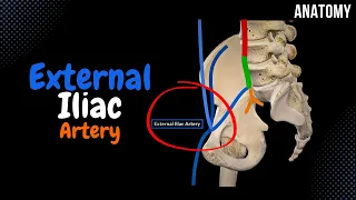 External Iliac Artery (Course + Branches)