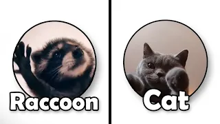 Pedro Raccoon dancing Original Vs Cat Version