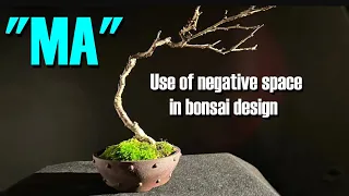 Bonsai Design 101: Exploring Ma and Negative Space in Bonsai