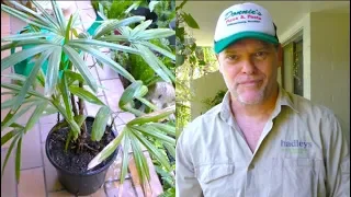 Repotting a Raphis Palm - Greg The Gardener