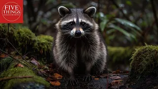 The Secrets Of Raccoons: Top 5 Fascinating Facts!