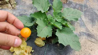 Physalis Peruviana - Fruct exotic delicios -  🏵🏵🏵 La tine in Gradina