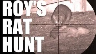 Fieldsports Britain - Roy's rat hunt