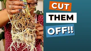 Trim Your Plant Roots for INSTANT Better Growth