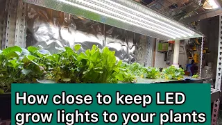 How Close to keep LED Grow lights (sunburnt plant example)