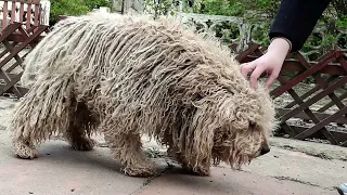 YOU WON'T BELIEVE how this DOG looks before shaving all this matted fur (we paid for shaving him)