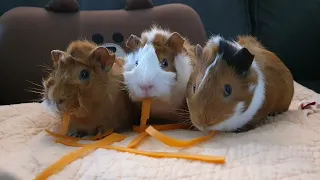 Guineapigs carrot Mukbang