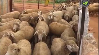 Management of Stall Fed Sheep and Pellet as Manure