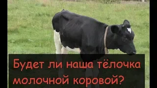 Как вырастить тёлочку на корову// Массаж вымени тёлки//