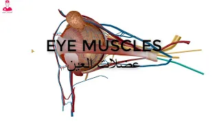 عضلات العين|| eye muscles