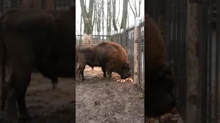 Прогулка по витебскому зоопарку, 06 11 2019 года.  Живой символ Беловежской пущи