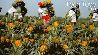 Modern Pineapple Cultivation | Pineapple Farming and Harvest Agriculture Technology