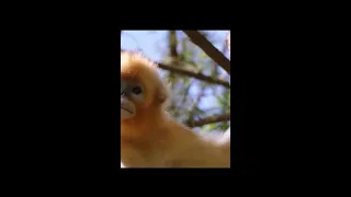 Golden snub-nosed monkey population in Shennongjia continues to rise