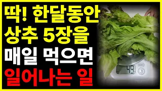 30일 동안 상추를 매일 먹었더니, 몸안에 '이것들이' 싹 사라졌습니다. 상추와 상극인 음식 절대 같이 먹지 마세요! 상추 효능과 부작용ㅣ상추와 함께 먹으면 좋은 최고의 음식 치매