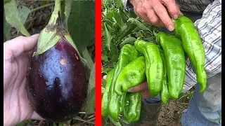 Isidro's Garden: 03. Peppers and eggplants