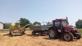 Żniwa pszenicy 2022🚜🚜🚜 Case ih 4230 XL i Claas Compact 30