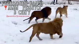 Тайган❤️Эксклюзивное видео - львы в снегу!!! Редкая зима в Крыму!