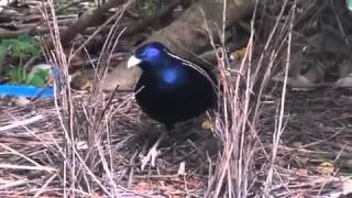 NATIVE BIRDS OF AUSTRALIA - BOWER BIRD AND HIS WONDERFUL BOWER 2013