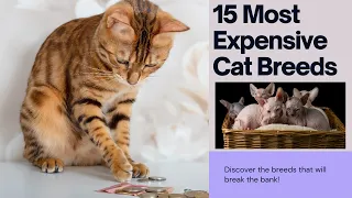 15 Exquisite Cat Breeds That Come with a Hefty Price Tag