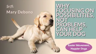Why Focusing on Possibilities, Not Problems Can Help Your Dog #11