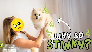 Why Does your Pomeranian Stinks?