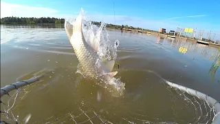 Карпов пруд. Поймали 50 кг карпа( часть вторая)🐟🐟🐟🔥👍