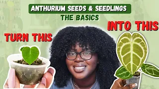 Anthuriums Seeds and Seedlings For Beginners!🌱✨ | Basic Care Tips You Need To Know!