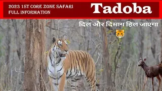TATR TADOBA SAFARI | Jungle Safari | Tadoba National Park | Lets go Vlogs