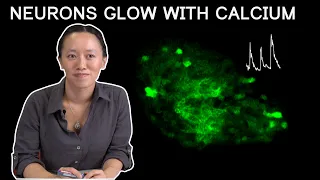 Imaging Neural Activity With Calcium: Calcium Imaging | Neurodialogs
