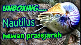 Unboxing : Cangkang Nautilus.... Si Hewan Prasejarah