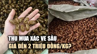 Bất thường thông tin thu mua xác ve sầu tại Gia Lai, 2 triệu đồng/kg